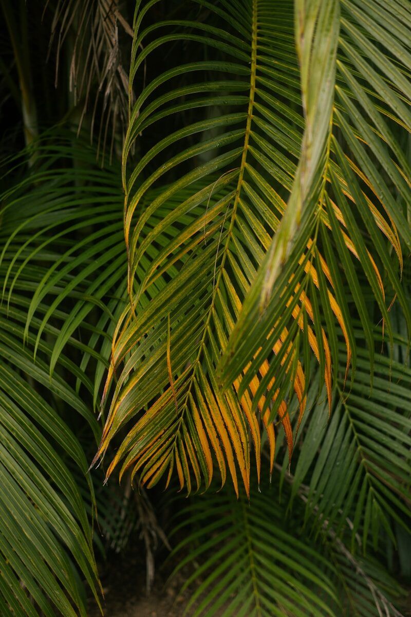 Close-up of lush green palm fronds with yellowing tips.